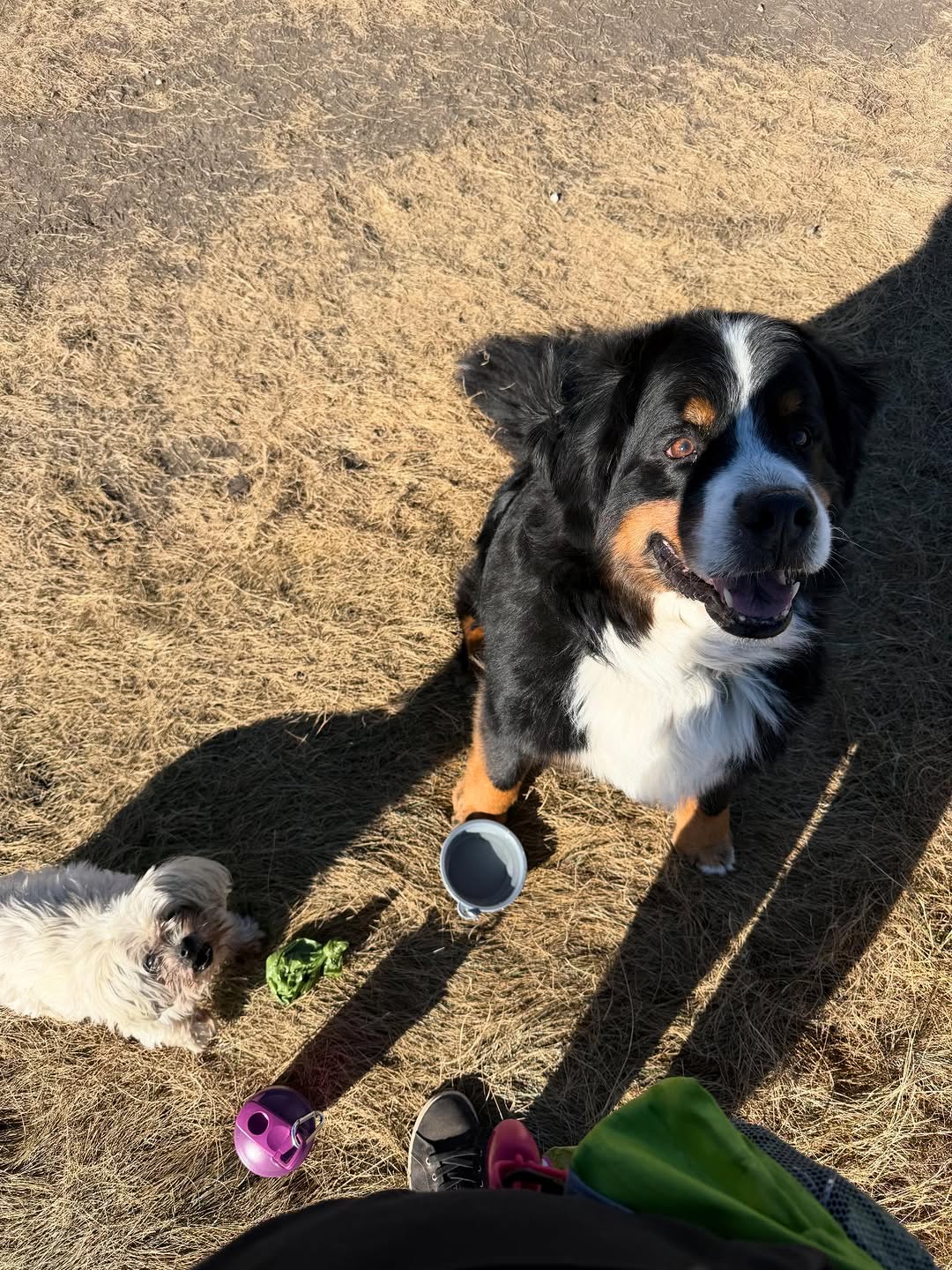 A Bernese mountain dog and a small white dog looking up during an outdoor visit.