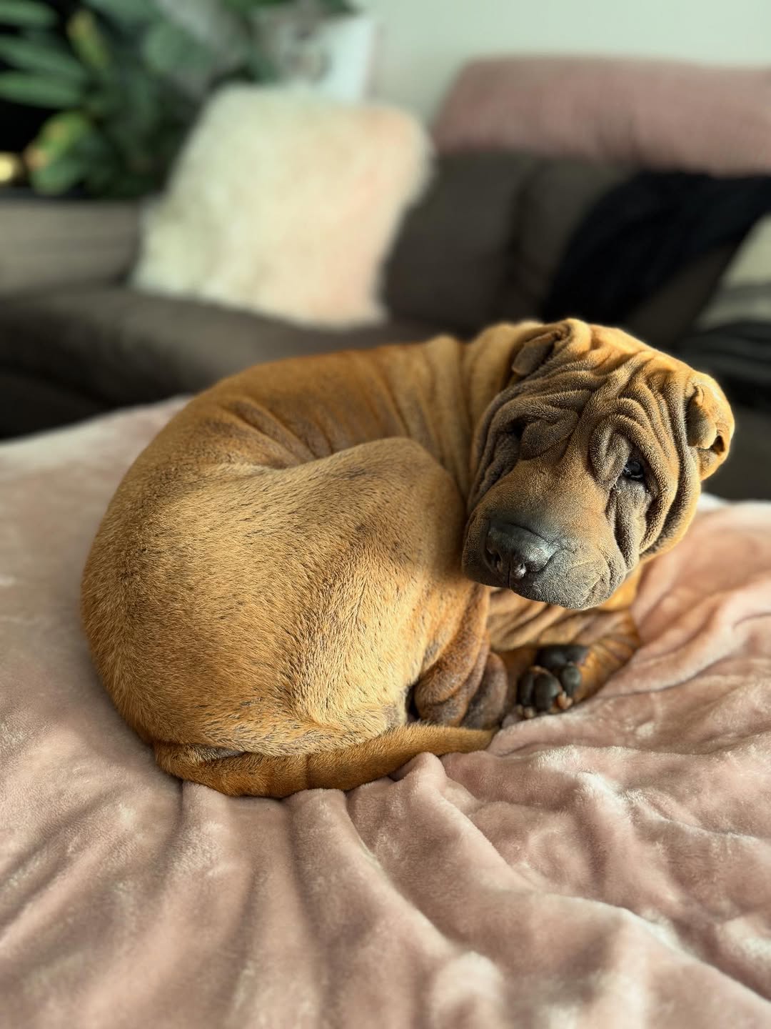 A shar pei puppy curled up on a blanket indoors.
