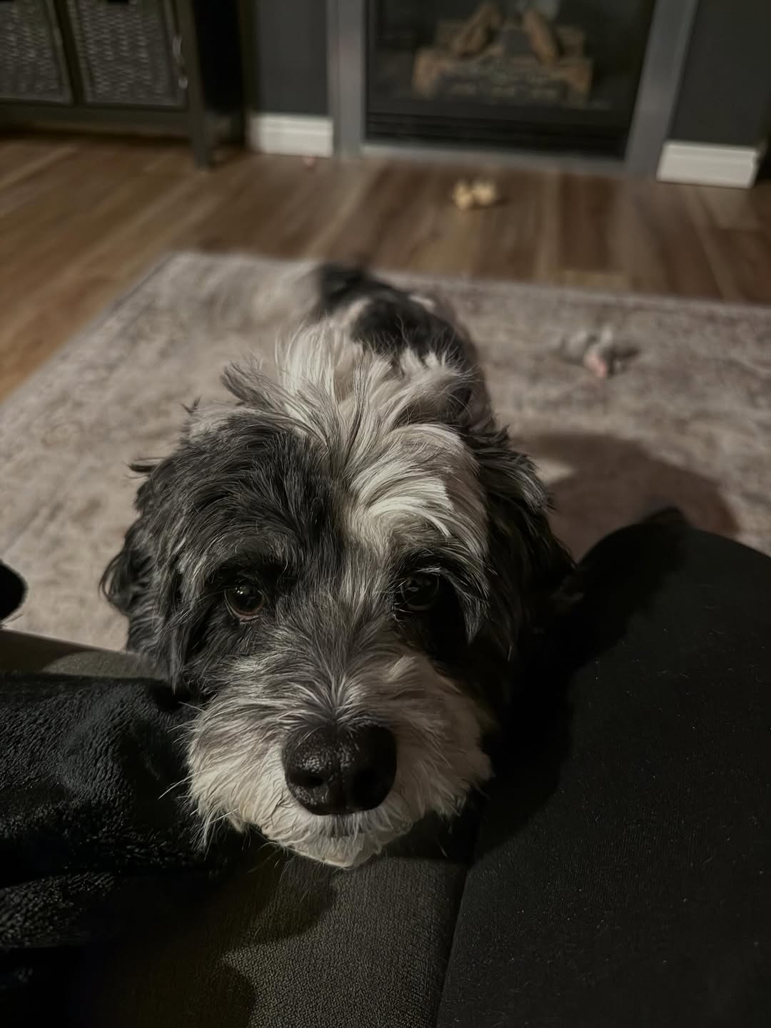 A black and white dog resting its chin on a sitter's lap indoors.